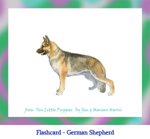 German Shepherd Dog Flashcard – no breed name